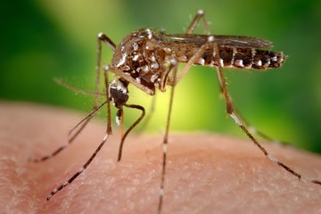 Alerta sanitaria en China por brote histórico de chikungunya en Foshan