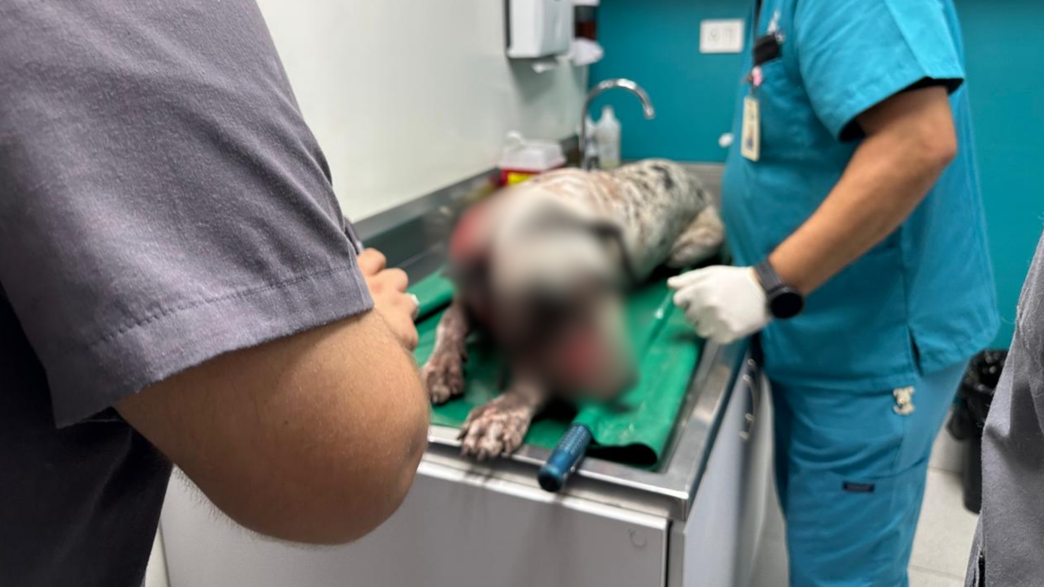 Atacan con un machete a un perro en Costa Rica, Culiacán