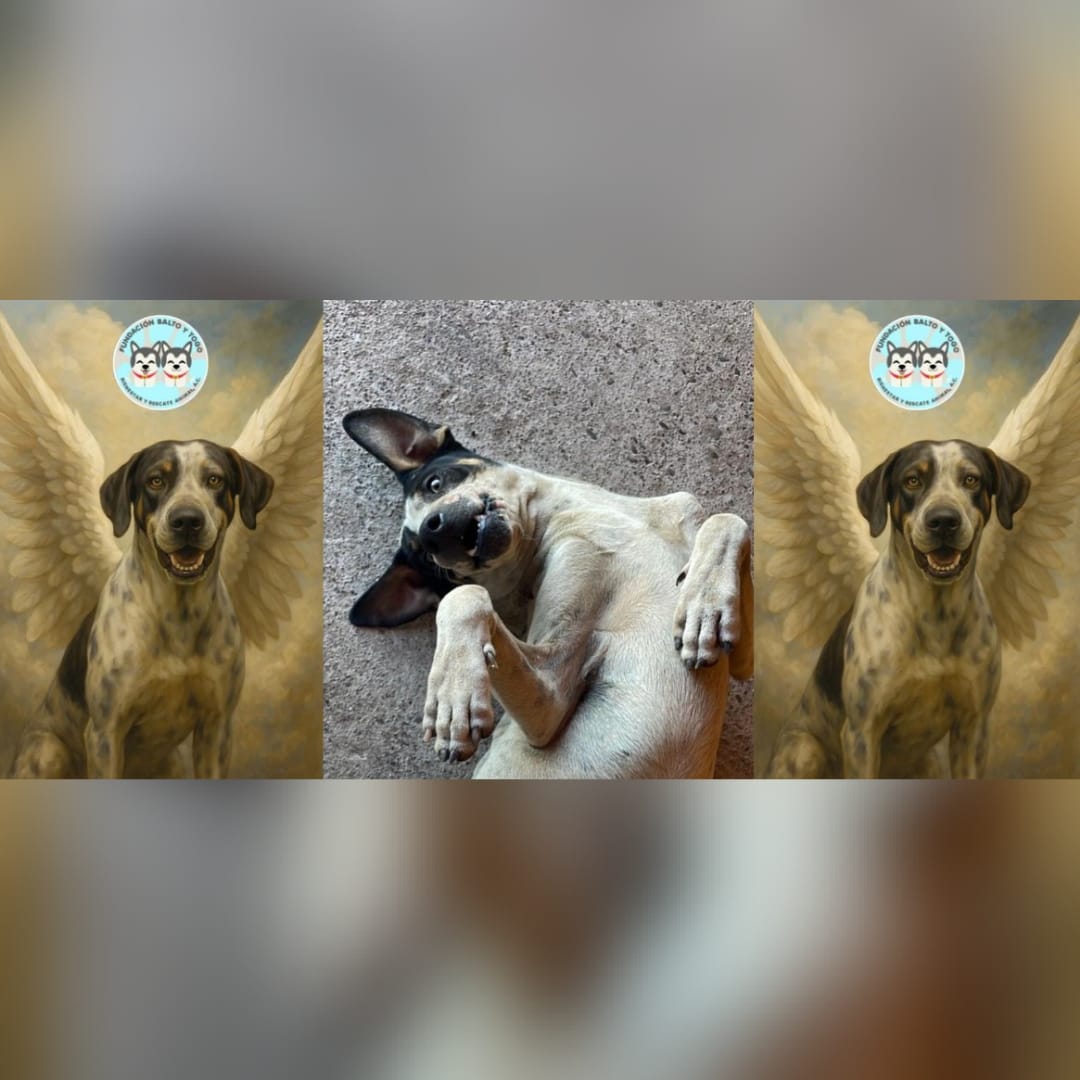 Avanza en Culiacán el juicio por el caso del perrito “Bobby”