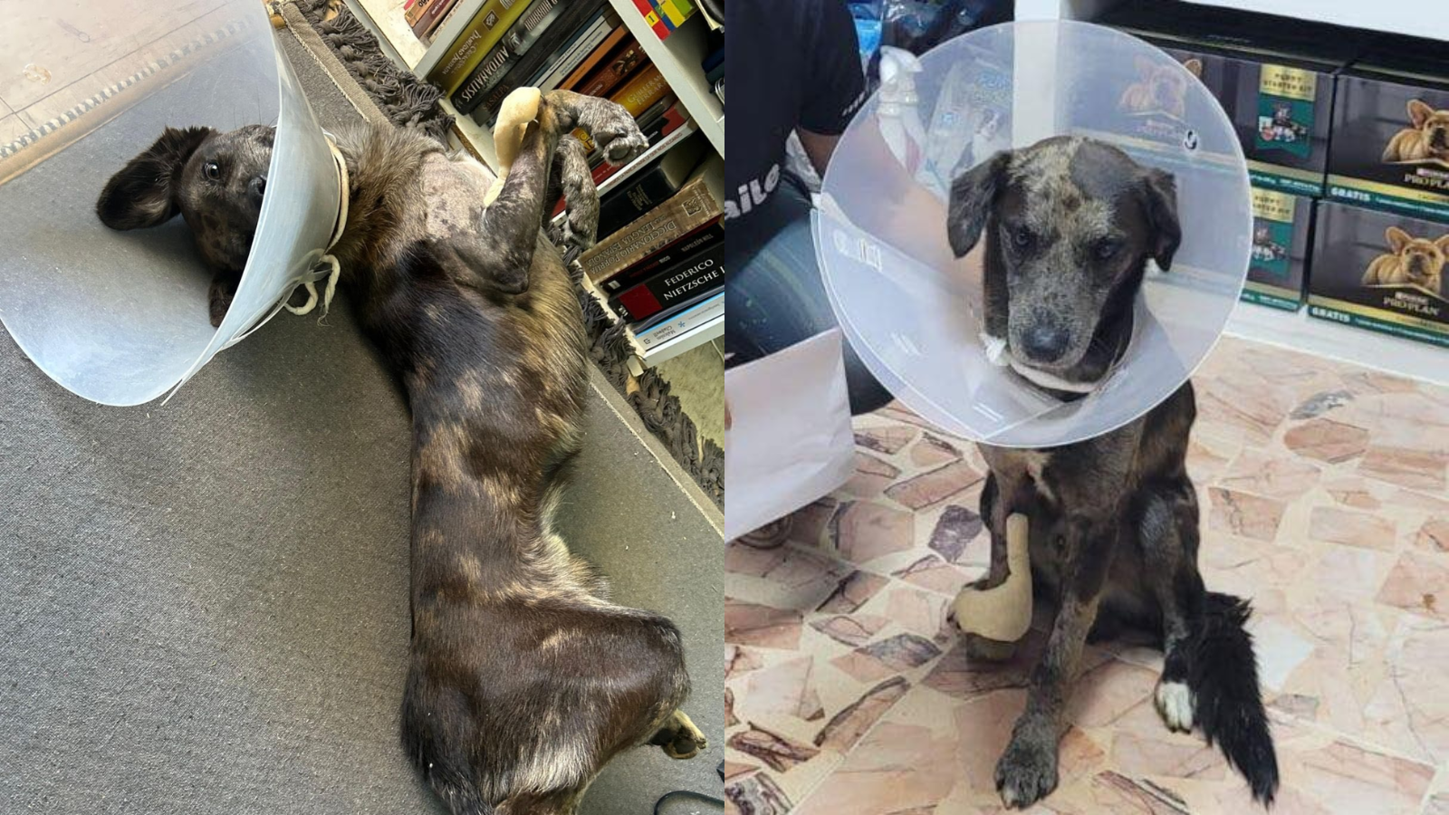 Balú busca un hogar