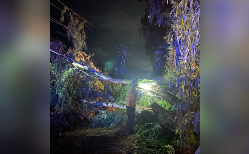 Árbol de eucalipto bloquea la carretera Mocorito-Guamúchil
