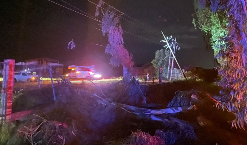 Árbol de eucalipto cae y bloquea la carretera Mocorito-Guamúchil