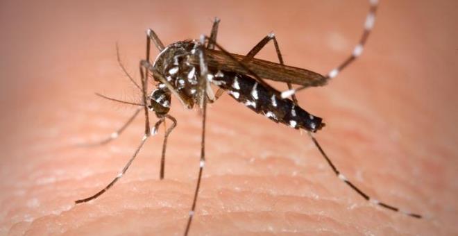 Brote de dengue suma más de 6 mil casos; Jalisco encabeza contagios