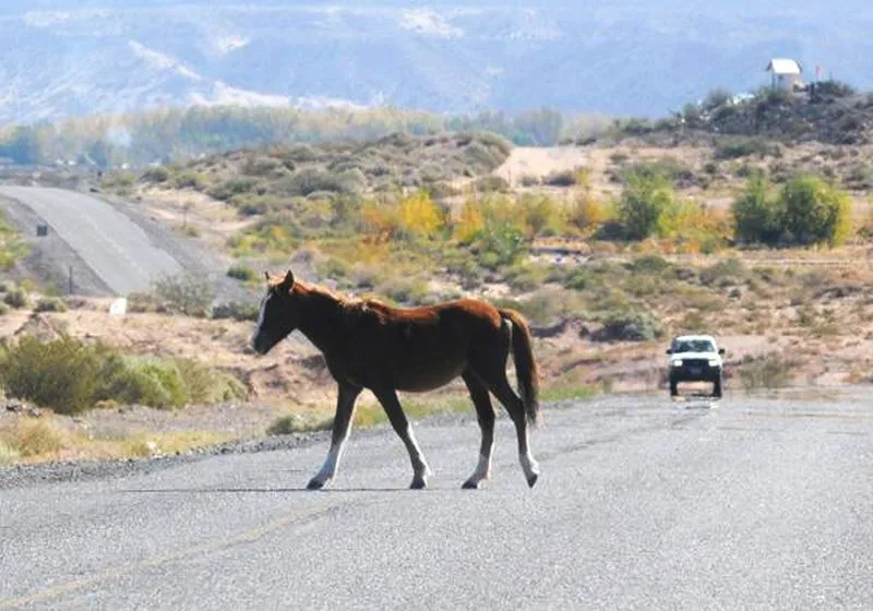Urgen a autoridades regulación de caballos por ser un riesgo en las carreteras