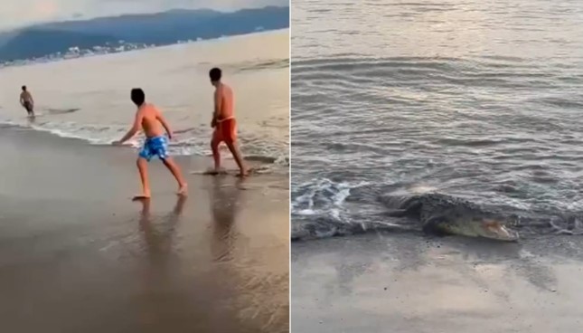 VIDEO: Enorme cocodrilo sorprende a bañistas en playa de Puerto Vallarta, Jalisco