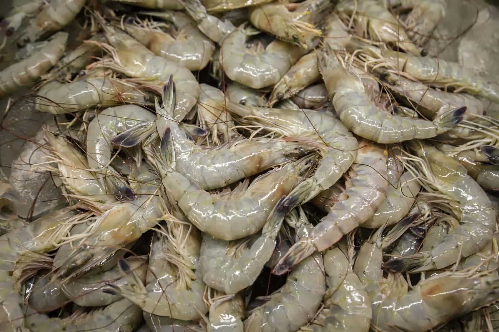Pescadores de Sinaloa piden que se levante la veda del camarón