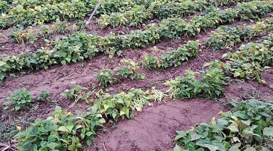 Plantíos en cultivos de frjiol