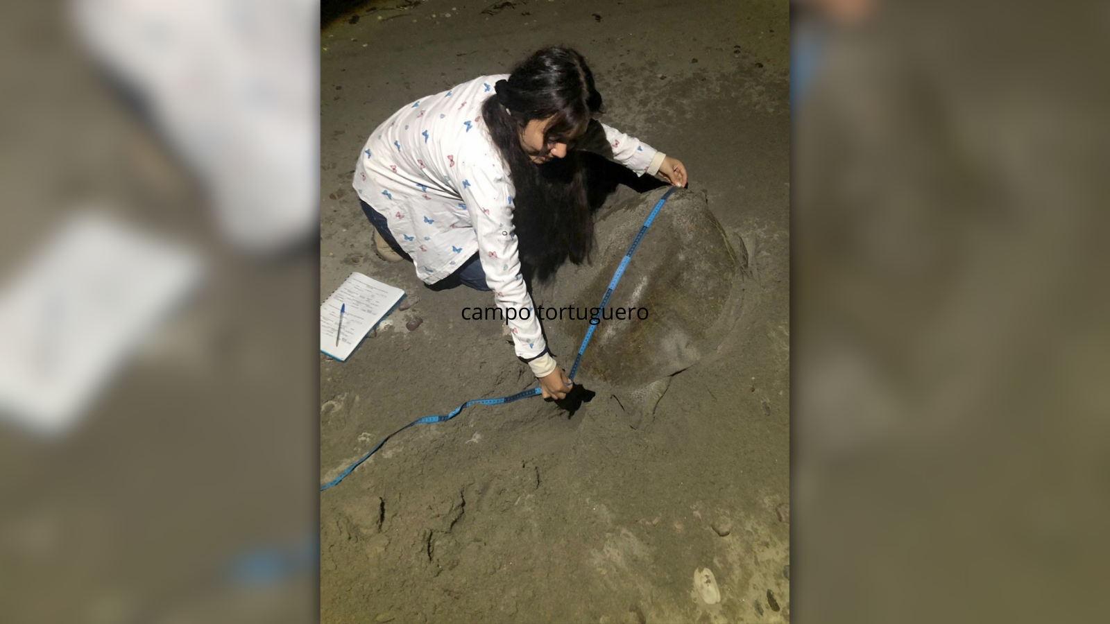 Campo tortuguero de Ceuta ha dado buenos resultados a casi 49 años