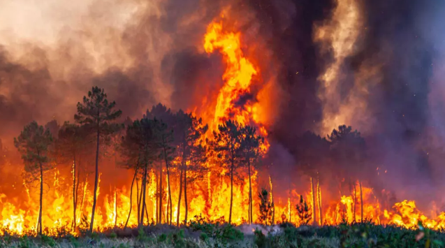 Incendio descontrolado al sur de Francia deja heridos y 8 mil hectáreas calcinadas