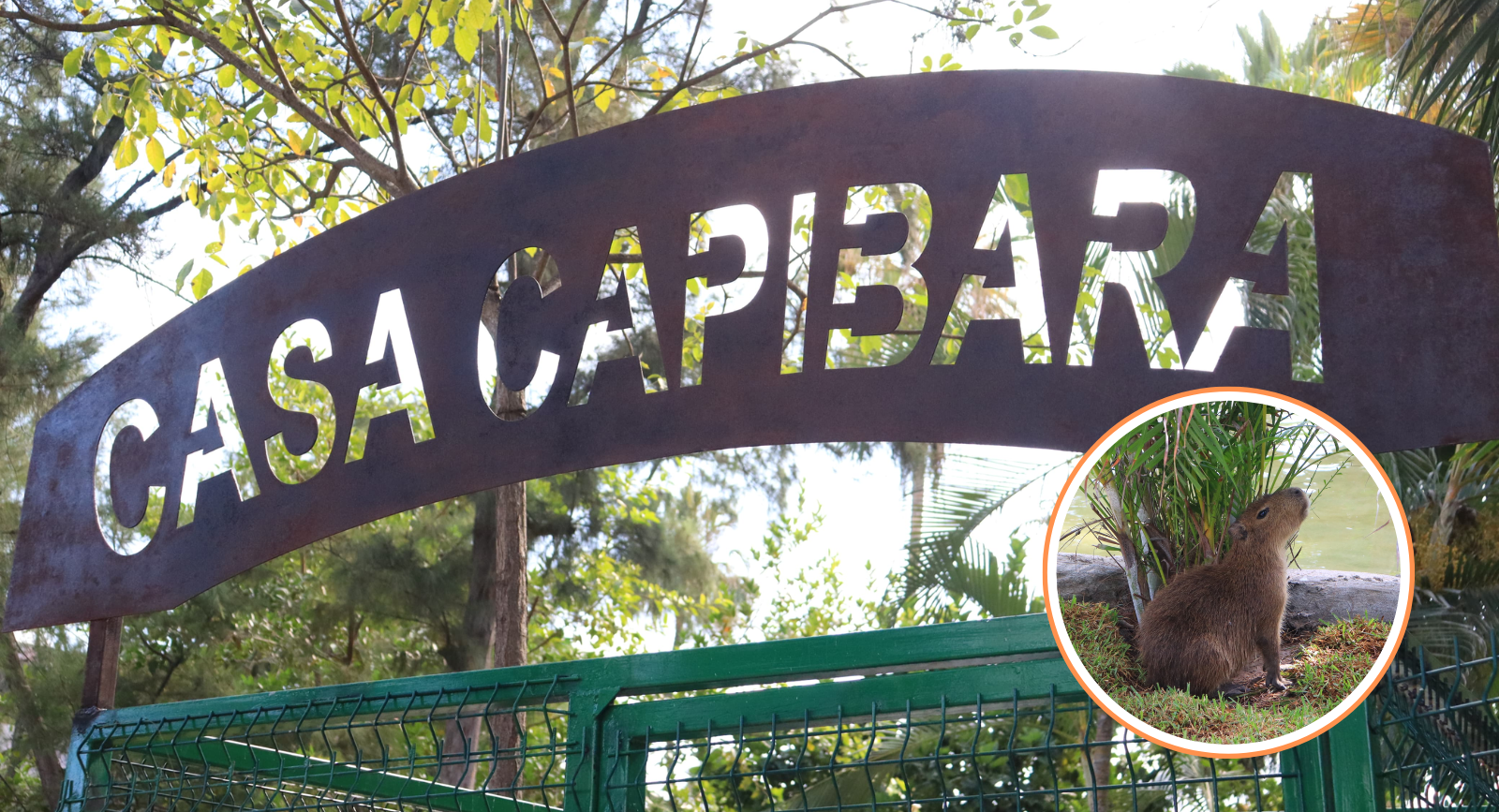 Inauguran la Casa Capibara en el Gran Acuario Mazatlán