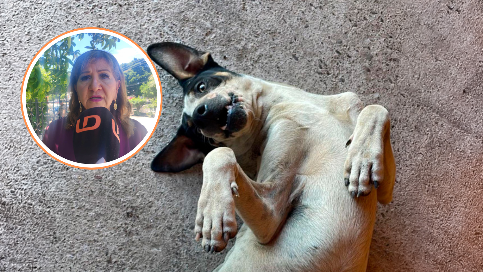 Avance en el caso del perrito 