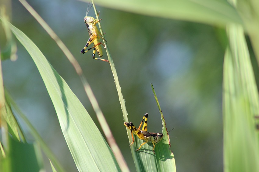Sequía y plaga de chapulines golpea a temporaleros