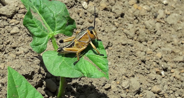 Sequía y plaga de chapulines golpea a temporaleros