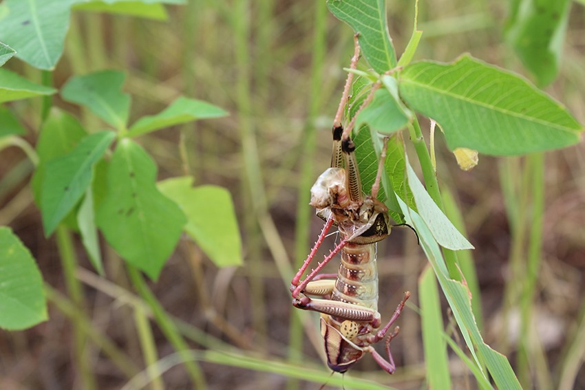 Sequía y plaga de chapulines golpea a temporaleros