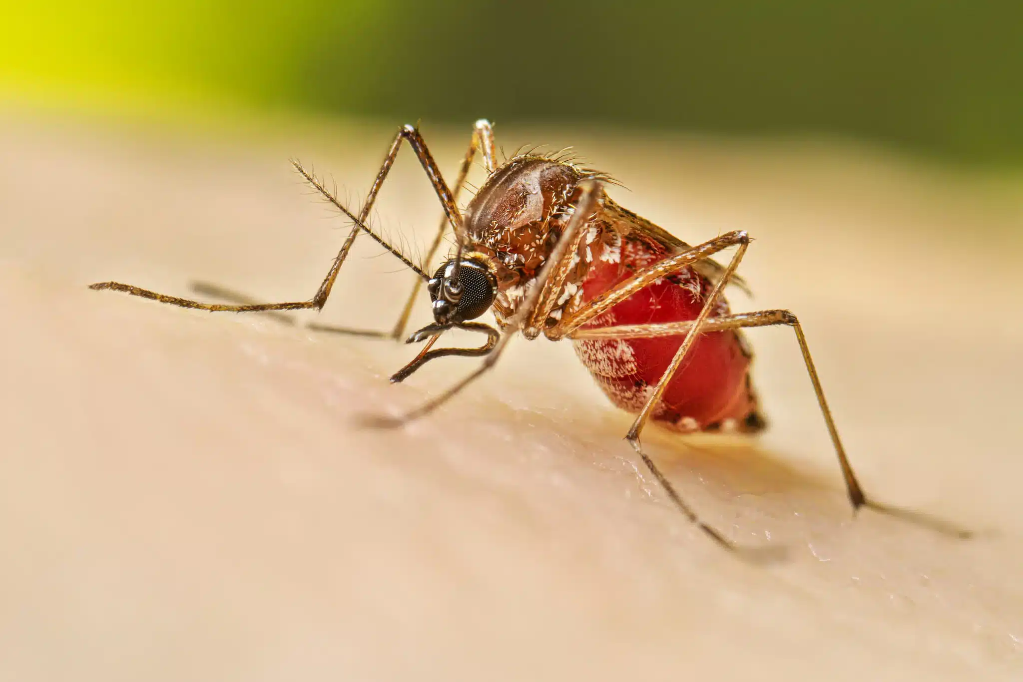 A partir de septiembre casos de dengue podrían dispararse