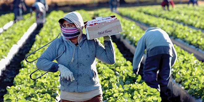 Empleo en EU: habilitan 10 nuevas vacantes para trabajadores agrícolas y estos son los requisitos