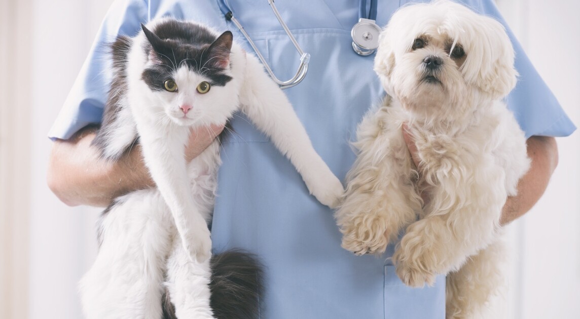 cirugías gratis para animales en la calle