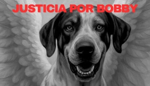 Exigirán justicia por Bobby, el perro atacado con machete