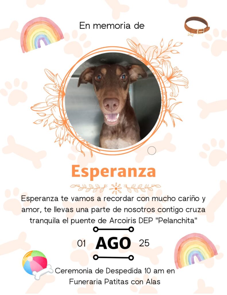 Fallece “Esperanza”, la perrita símbolo de resistencia que fue baleada en ataque armado en Culiacán
