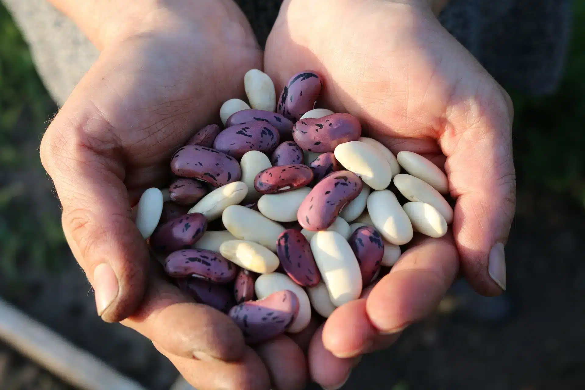 Secretaría de Agricultura no recomienda sembrar frijoles pintos