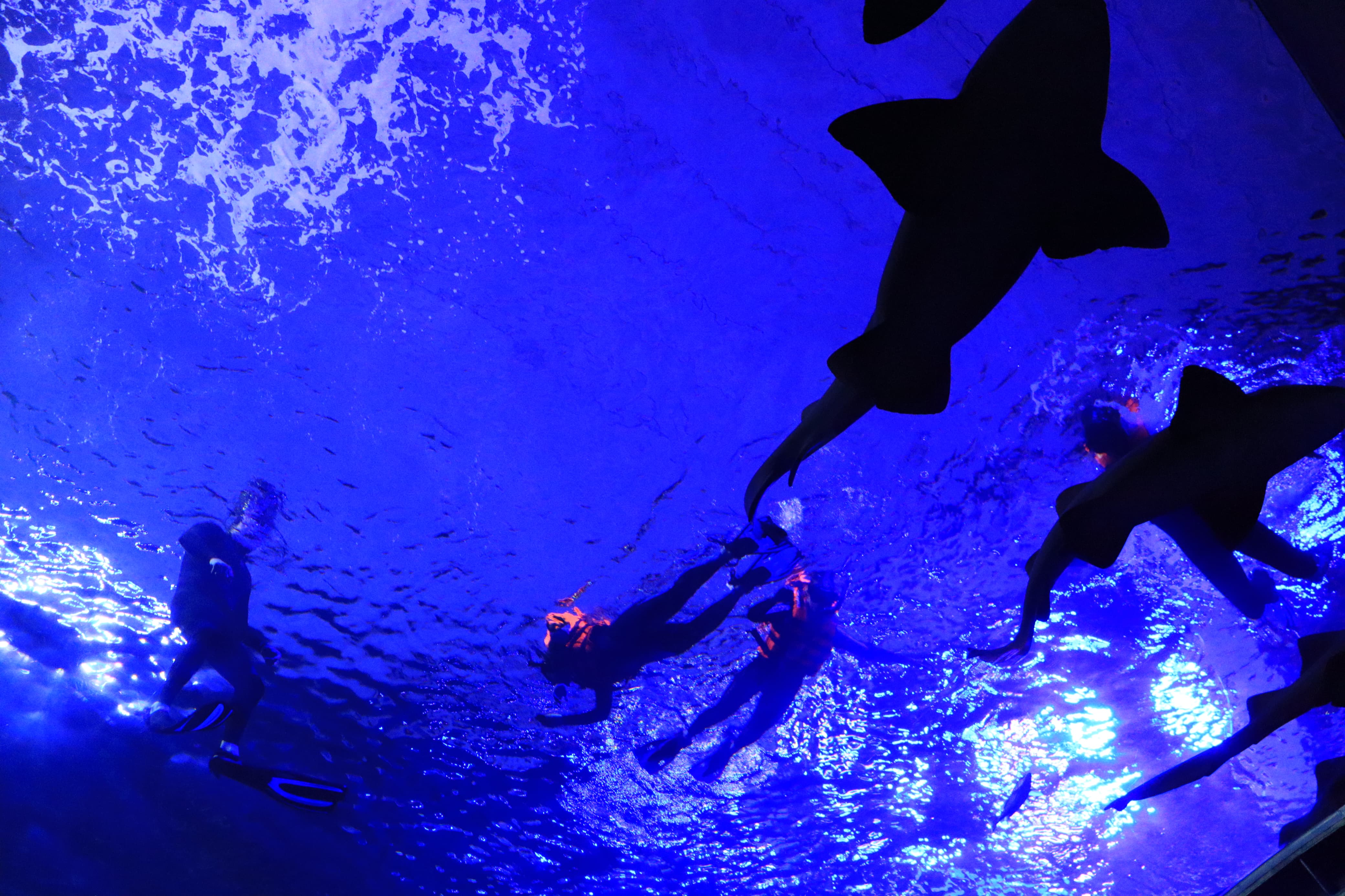 Gran Acuario Mazatlán