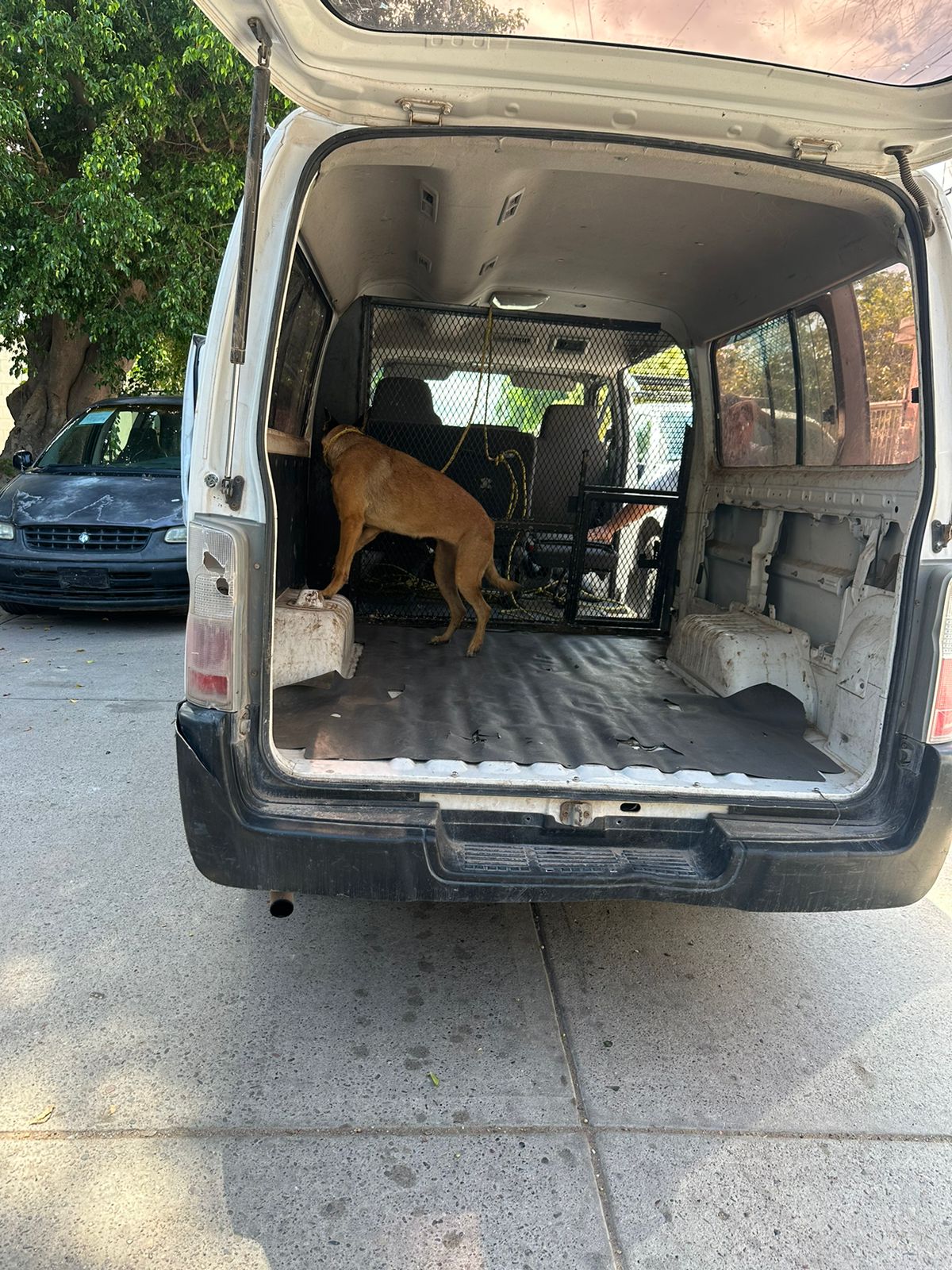 No contaba con comida ni agua: rescatan a perrito en fraccionamiento Prado Bonito en Los Mochis