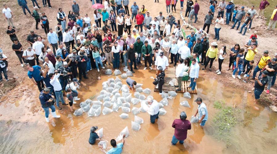 Inician siembra de tilapia en Sanalona