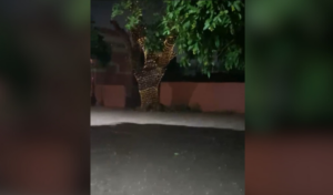 Calles de El Fuerte inundadas tras una tormenta