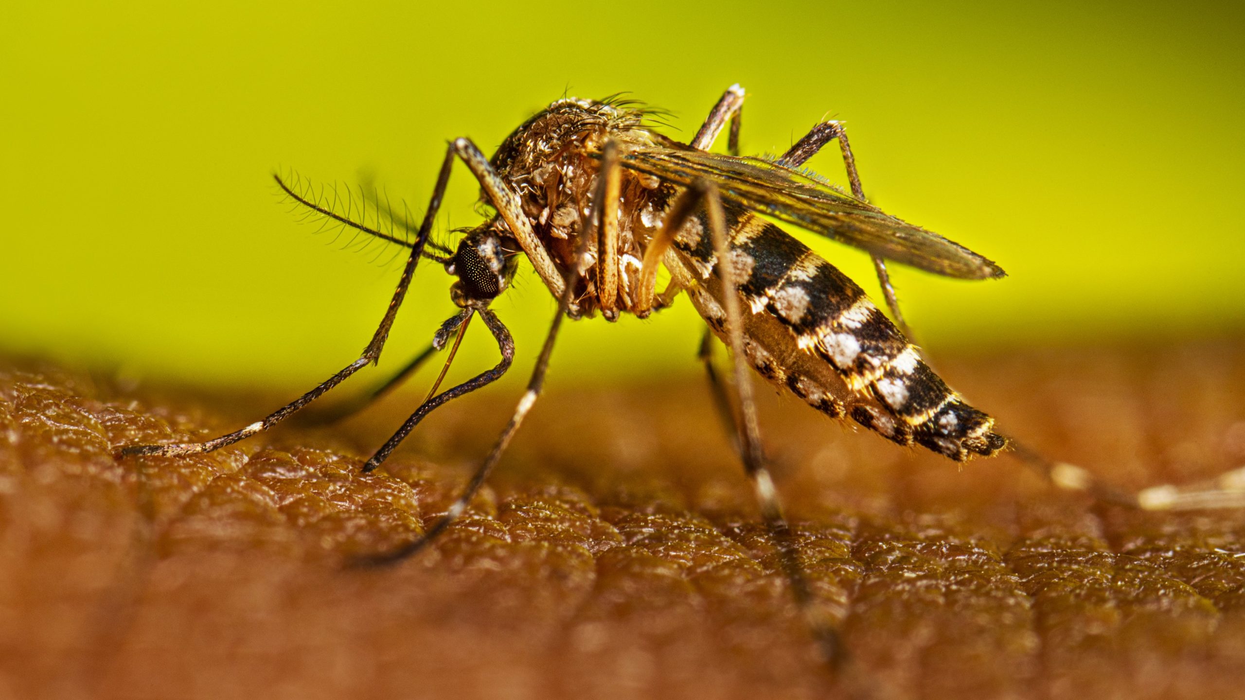 Mosco transmisor del dengue