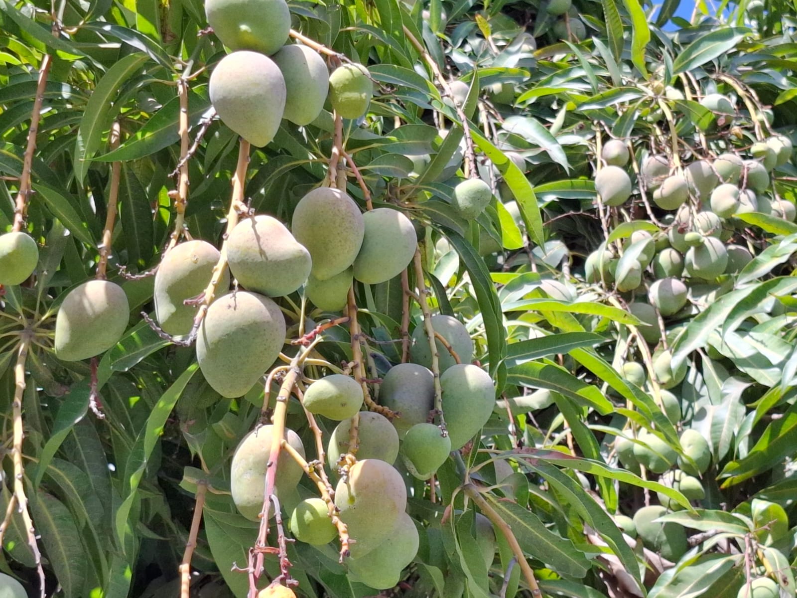 Lluvias generan hongos en mangos
