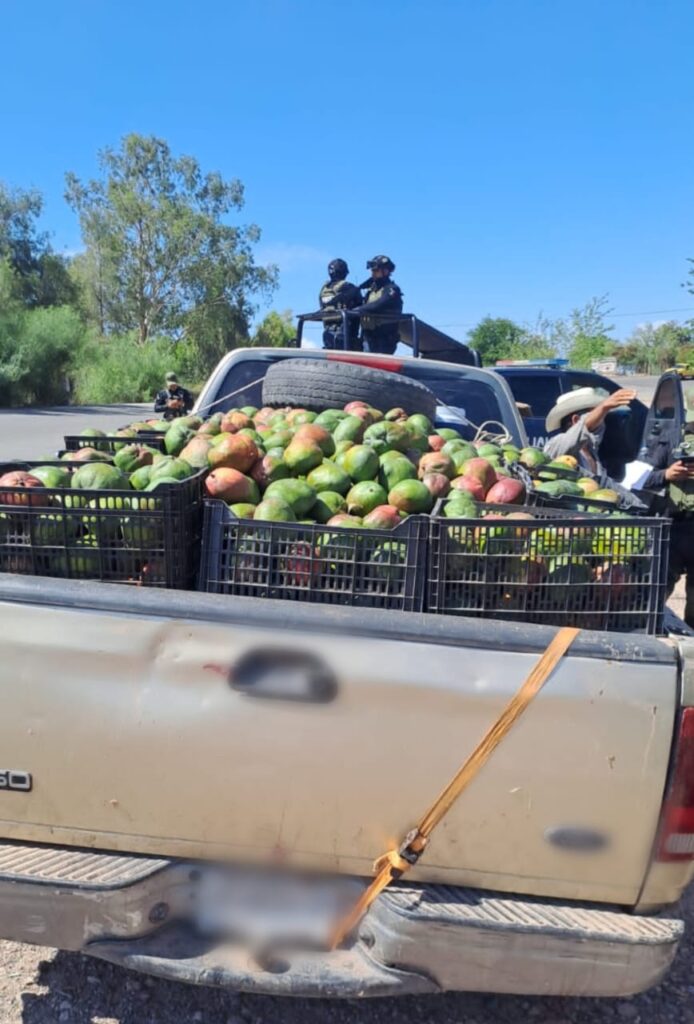 Policía Municipal previene el robo de mangos.