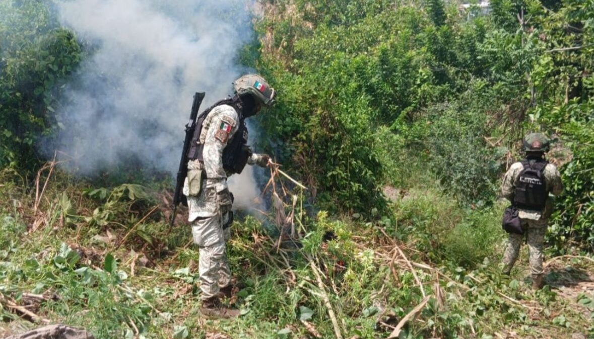 Militares aseguran plantío de mariguana y áreas para producción de drogas en municipios de Sinaloa