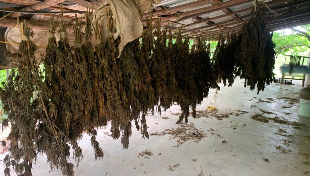 Fuerzas federales destruyen un secadero de mariguana 