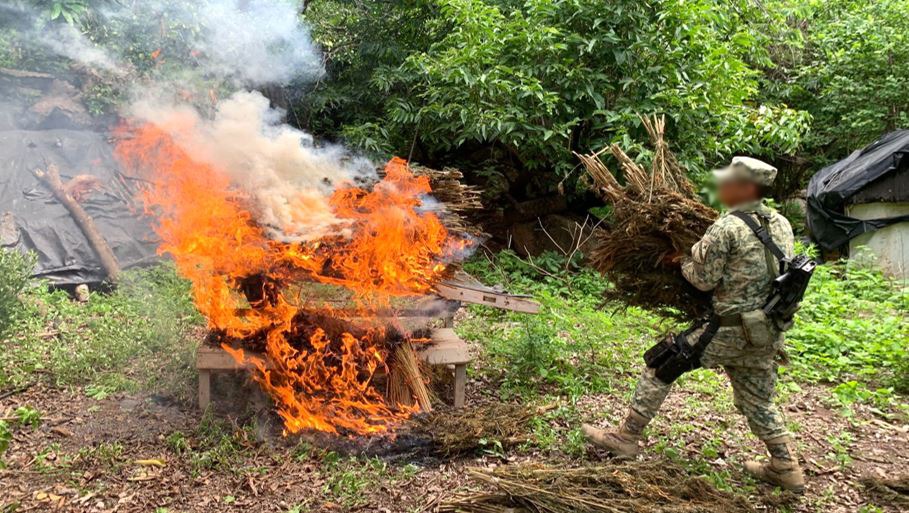 Fuerzas federales destruyen un secadero de mariguana