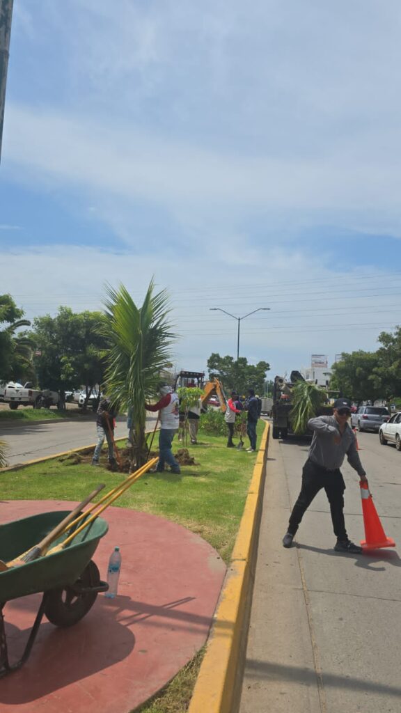 Palmeras de la entrada norte en Mazatlán son removidas por construcción de puente vehicular