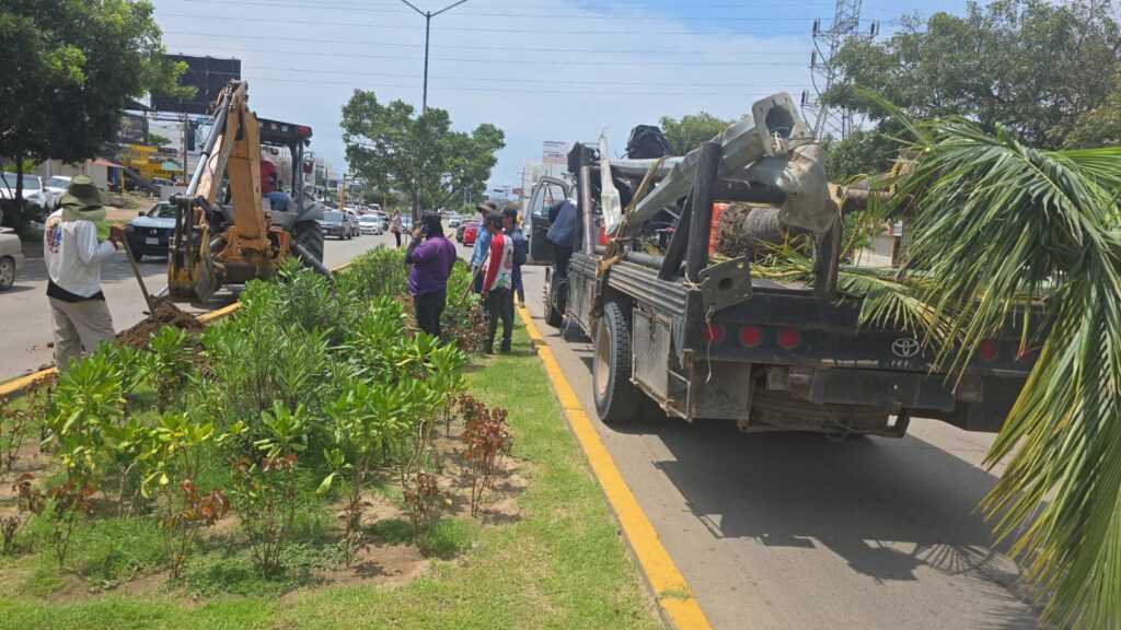 Palmeras de la entrada norte en Mazatlán son removidas por construcción de puente vehicular