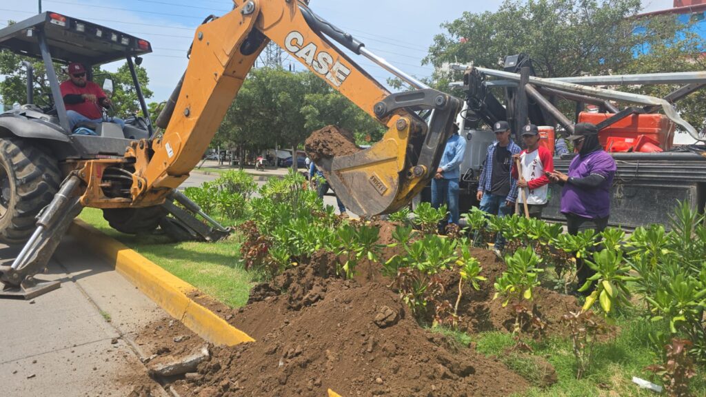Palmeras de la entrada norte en Mazatlán son removidas por construcción de puente vehicular