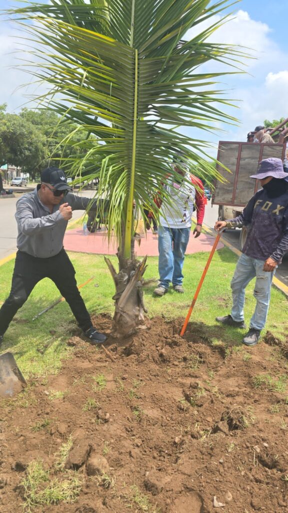 Palmeras de la entrada norte en Mazatlán son removidas por construcción de puente vehicular