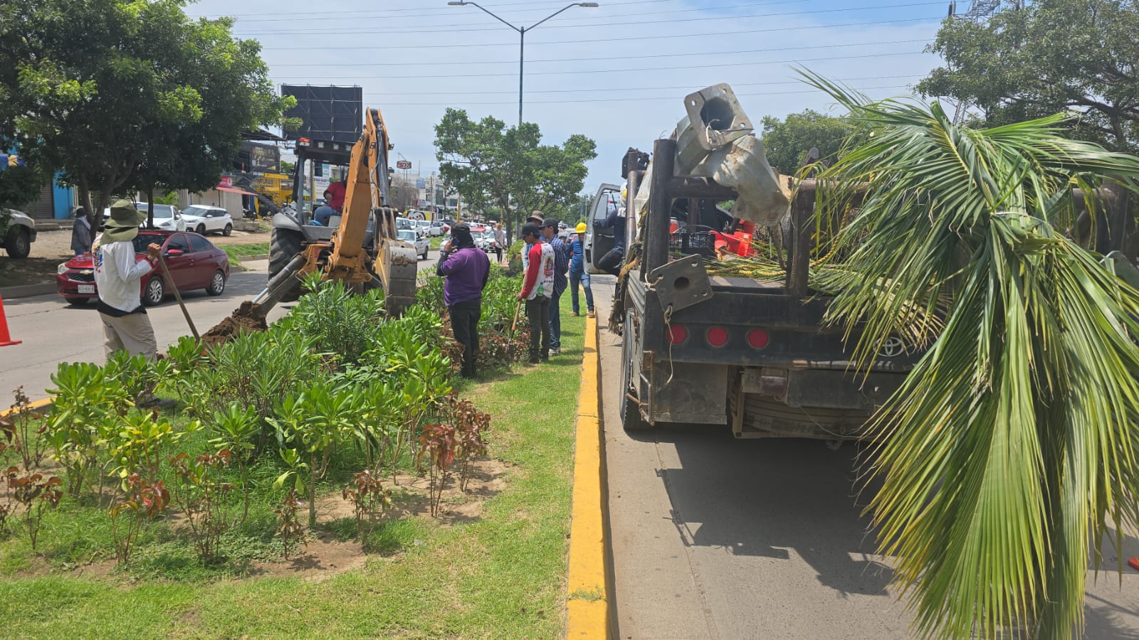Palmeras de la entrada norte en Mazatlán son removidas por construcción de puente vehicular