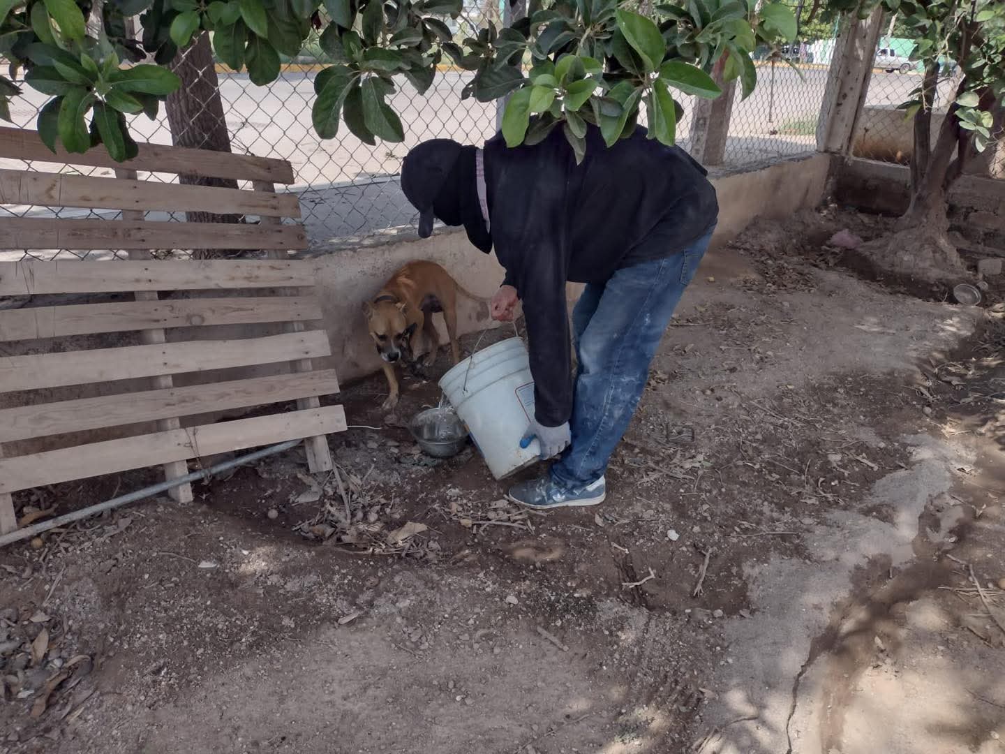 Personal de Ecología encuentra a cinco perros encadenados, desnutridos y sin resguardo en Guasave