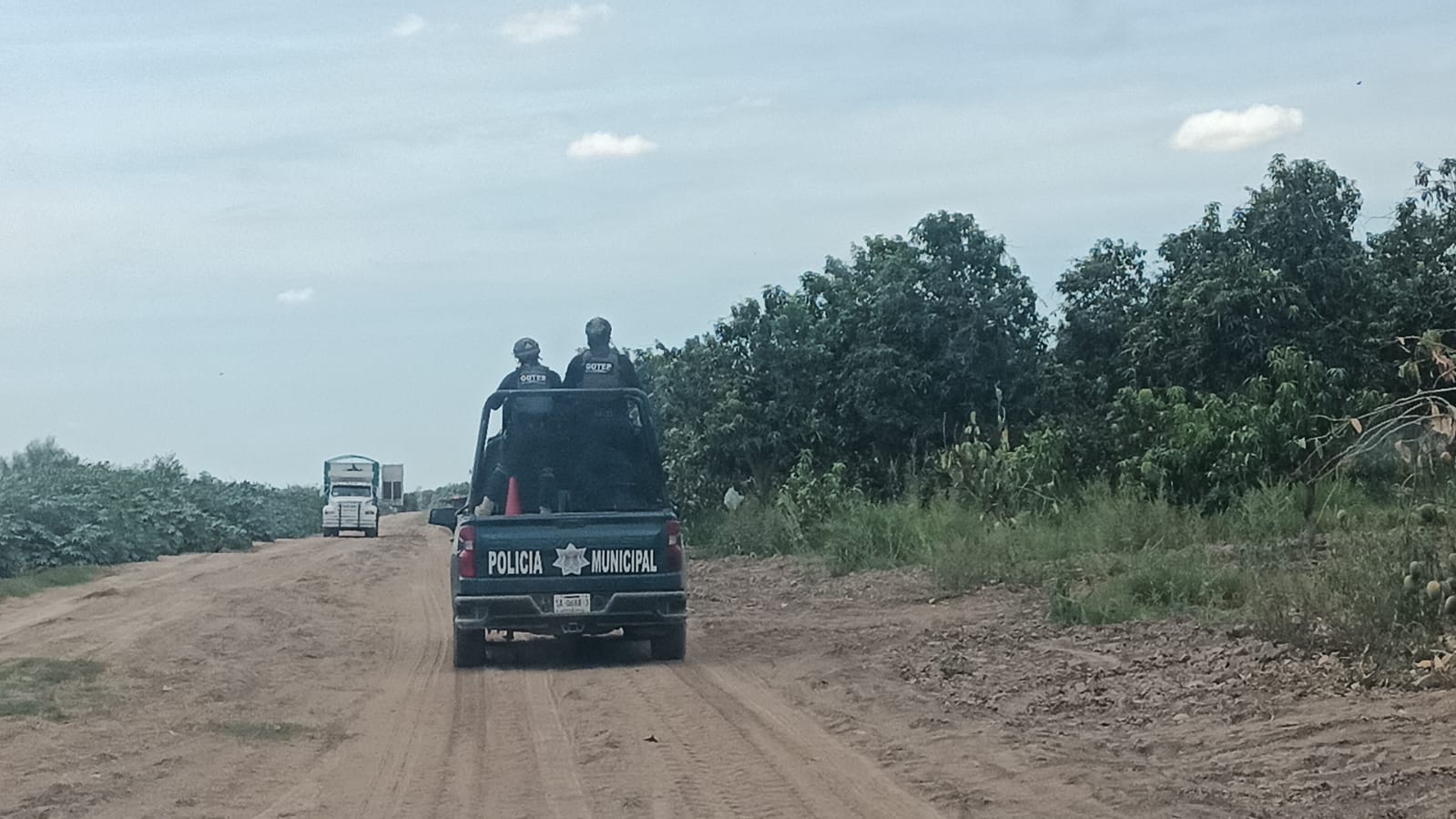 Policía Municipal de Ahome realizando rondines para evitar el robo de mango.