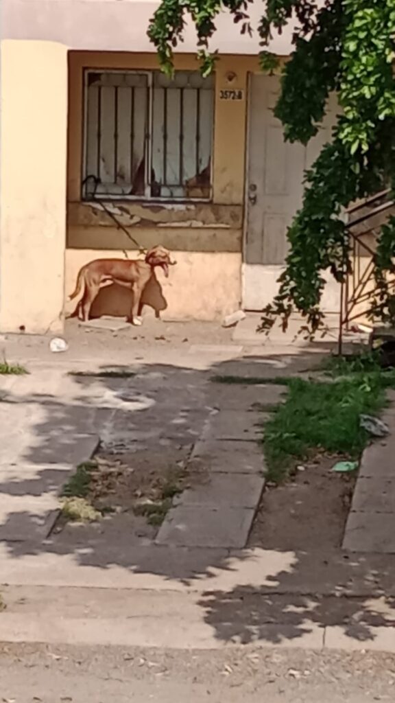 Rescatan a perrito víctima de maltrato en Culiacán