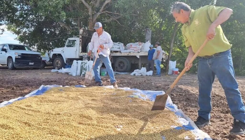 Si no se abren mercados el precio del frijol sinaloense corre riesgo, alertan productores