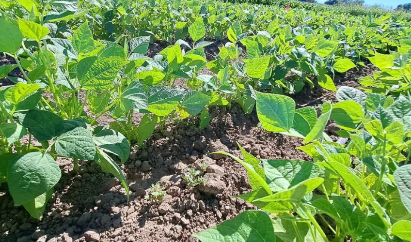 Cultivo de frijol