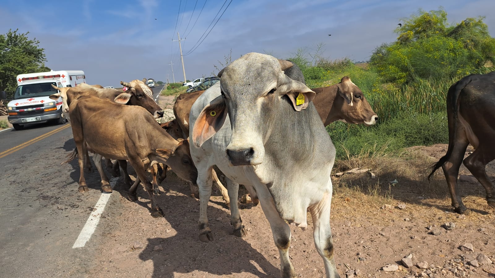 Ganaderos celebran que por fin dejan de acarrear agua y pastura para sus animales