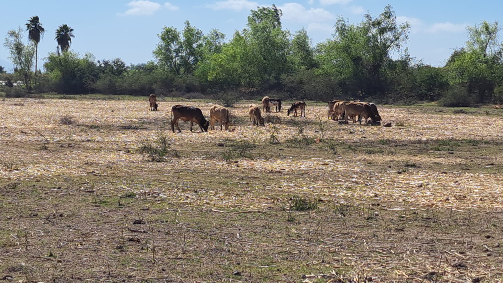 Vacas en un campo abierto.