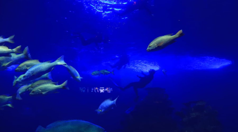 Gran Acuario Mazatlán Mar de Cortés