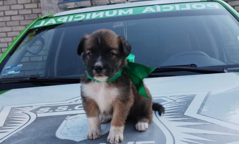 Unidad Ambiental da en adopción cachorros