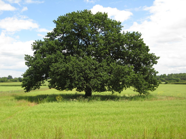 árbol