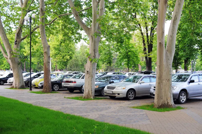 estacionamiento lleno de árboles